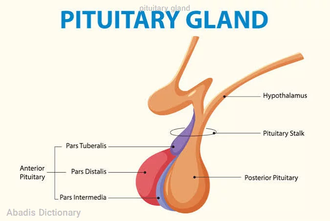 pituitary gland